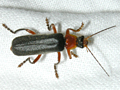 Cantharis pellucida